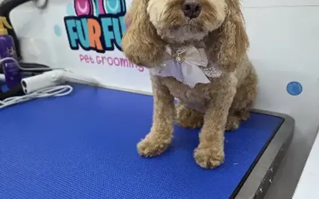 FurFun Mobile Pet Grooming in Boca Raton, FL