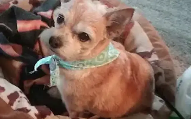 Connie's Pet Salon in Cottondale, FL