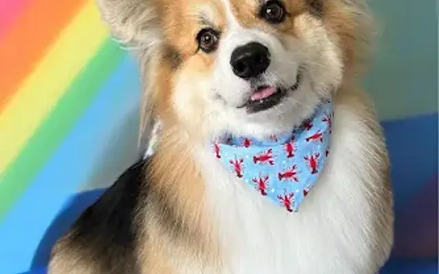 Licks and Lather, LLC in Melbourne, FL