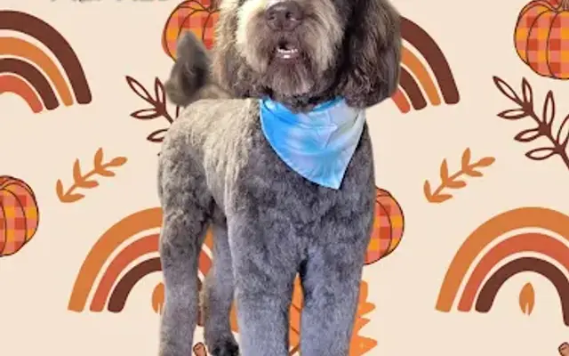 The Poodle Parlor in Ames, IA
