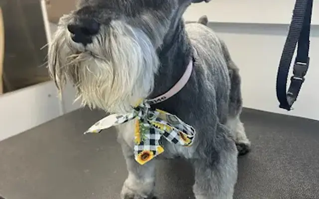 Waggin' Wheels Mobile Grooming in Ames, IA