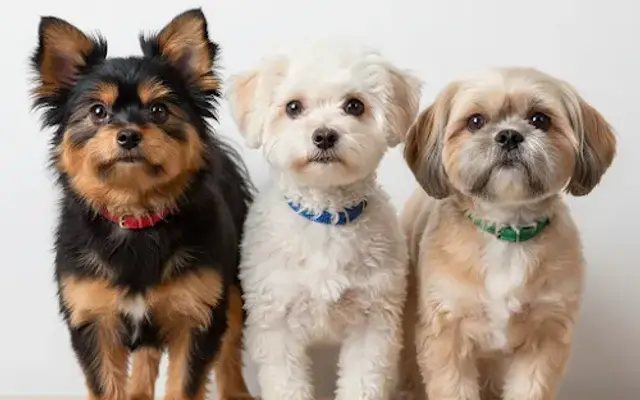 Paradise Doggy Day Spa in Wailuku, HI
