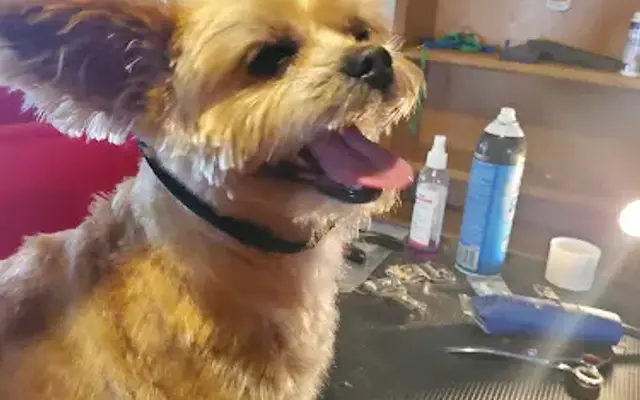 Kaytee's Loving Pet Grooming in Bakersfield, CA