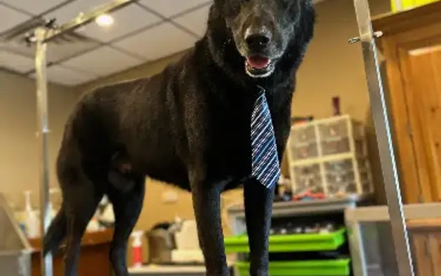 Theoadore's Grooming House in Grand Haven, MI