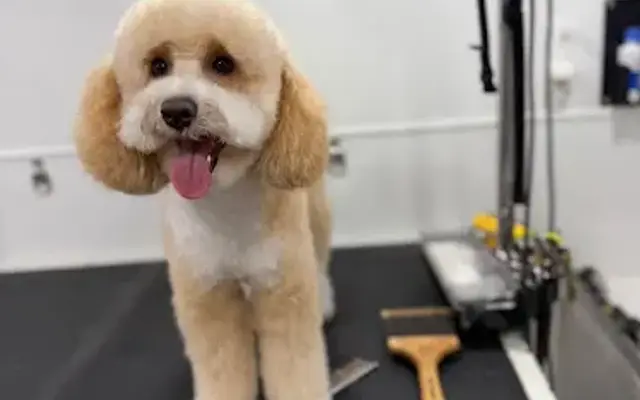 Nano Pets in Fort Lauderdale, FL