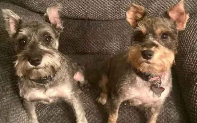 Happy Paws Pet Grooming & Boarding in Hillsboro, OH