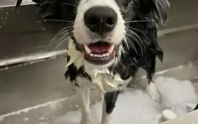 Awesome Paws Pet Salon in Medina, OH
