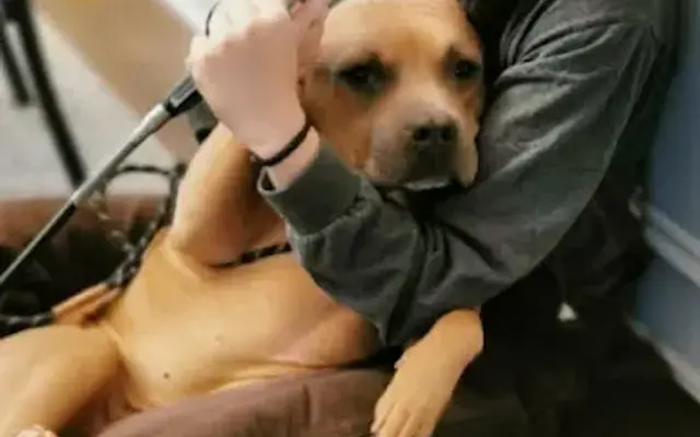 Roving PETicures - In-Home Pet Nail Trims in Kings Mountain, NC