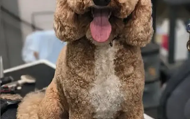 Paw Stars Grooming in Denver, CO
