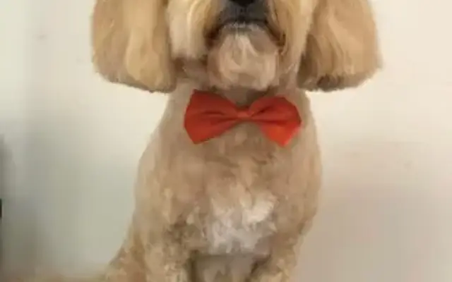 Mobile Spa Pet Grooming in Winchester, VA