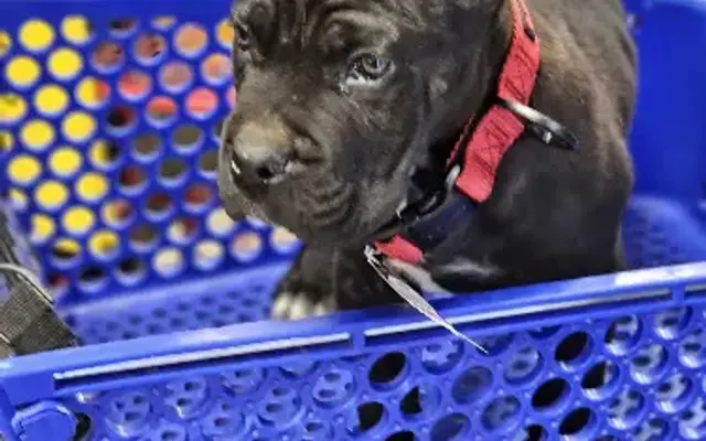 PetSmart Grooming in San Antonio, TX