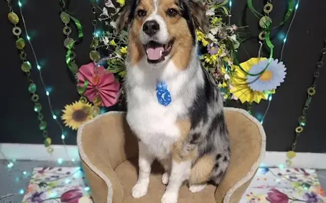 Ruff Cuts Professional and Creative Pet Grooming LLC in Clio, MI