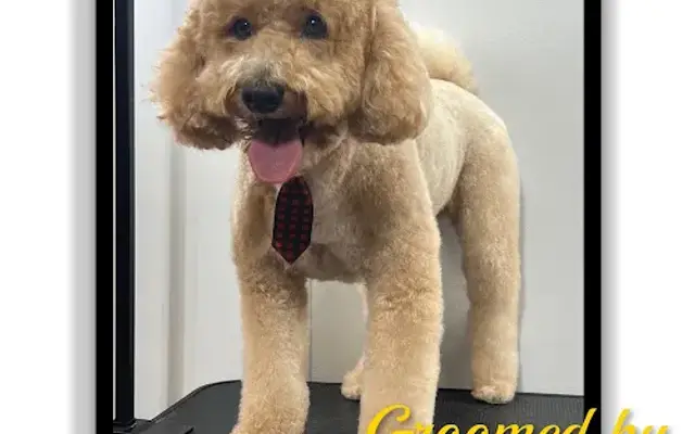 Ruff Paws Pet Care LLC in Mt Olive, AL