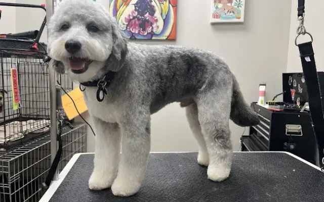 Pilgrim’s Paws Grooming in Metamora, MI