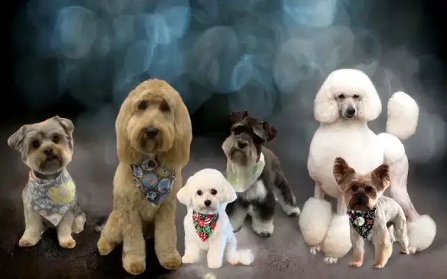 All Star Dog Lodge & Spaw in Huntsville, TX