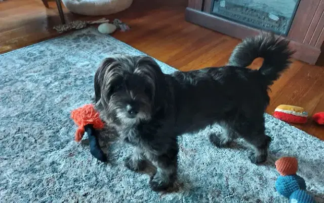 Bobbi's Canine Coiffures in Raritan, NJ