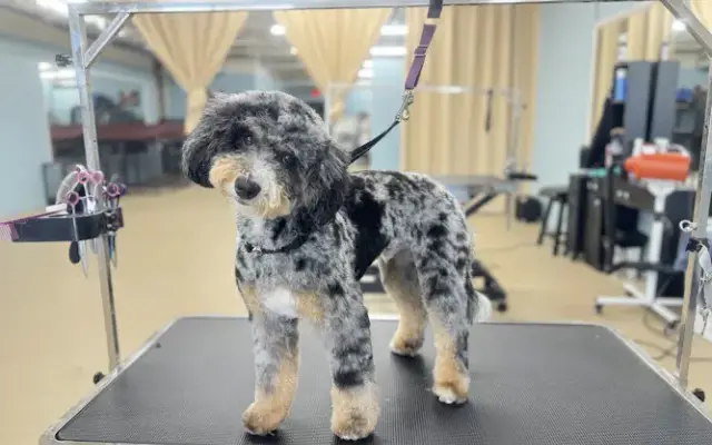 Top Dog Grooming in Williamsburg, VA