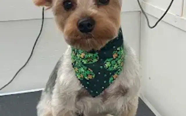 Pets Paradise Mobile Spa in Tamarac, FL