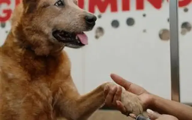 PetSmart Grooming in The Villages, FL