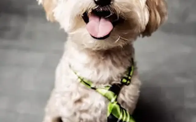 Jennifer’s house call dog grooming in Sarasota, FL