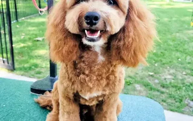 Less Stress House Call Grooming in St. Louis, MO