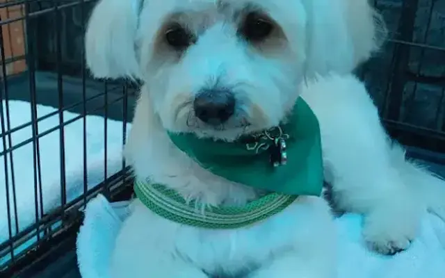 Sweet Angels Grooming in Los Angeles, CA