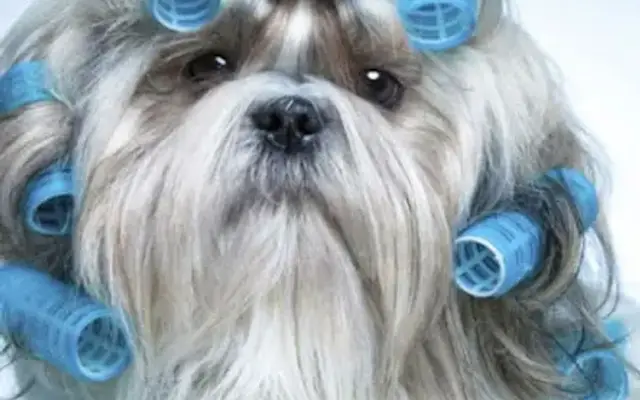 Fluff A Pup IN HOME dog grooming in Sarasota, FL