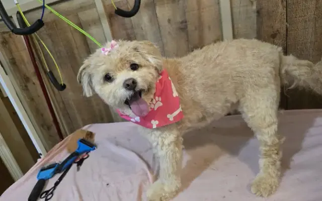 Second Hand Hearts Animal Care and Support LLC in Staunton, VA
