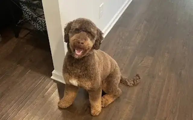 Doggy Depot Grooming Salon in Clio, MI
