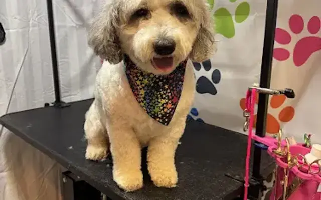 Paws-N-Klaws Grooming in Canterbury, CT