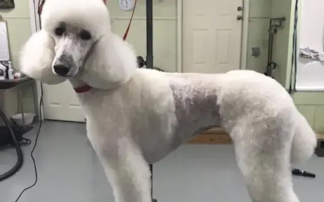 Bark Avenue Pet Grooming in Ringgold, GA