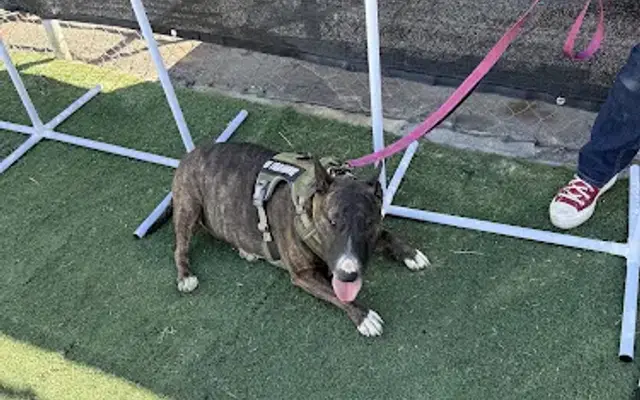 Imperial County Canine Institute in Brawley, CA
