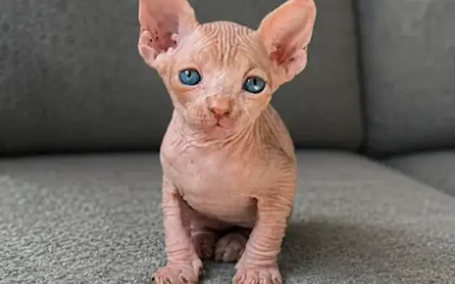 Paradise Sphynx Kittens in Rochester, NY