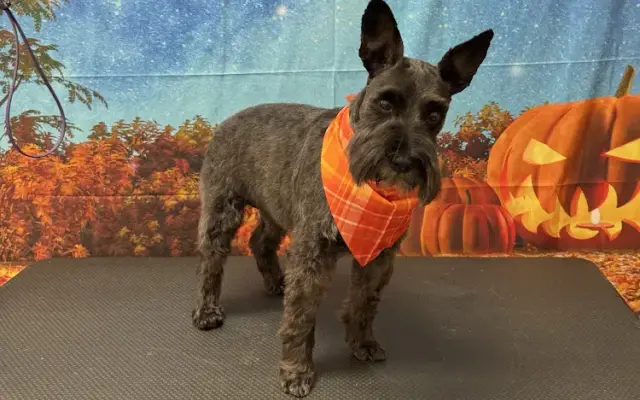 K-9 Klips Pet Spa in San Augustine, TX