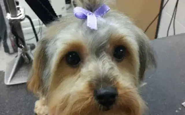 Poochie's Pet Parfait in Atlanta, GA