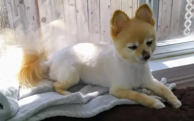 Angel Paws Pet Salon in Redding, CA