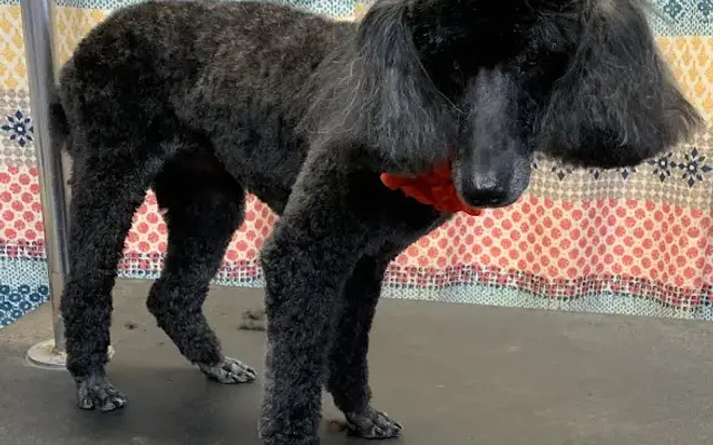 Hometown Grooming and Pet Care in Whiteford, MD