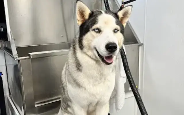BarkTemple Grooming in Houston, TX
