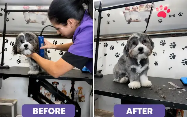 Golden Pets Grooming in Pacifica, CA