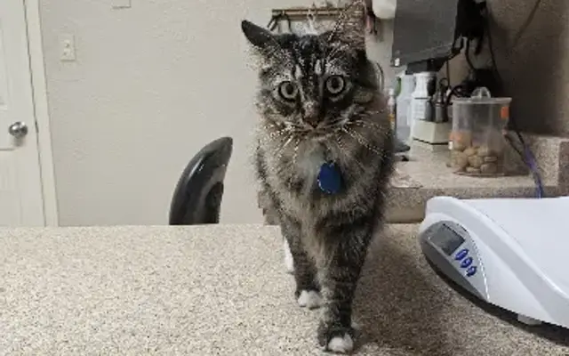 Valley Veterinary Pet Lodge and Salon in Farmington, NM