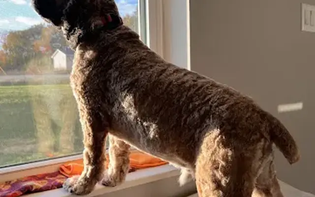 EVERYDAY PUPCUTS in Stoughton, WI