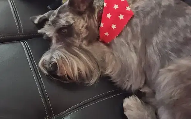 Woof Gang Bakery & Grooming Apopka in Apopka, FL