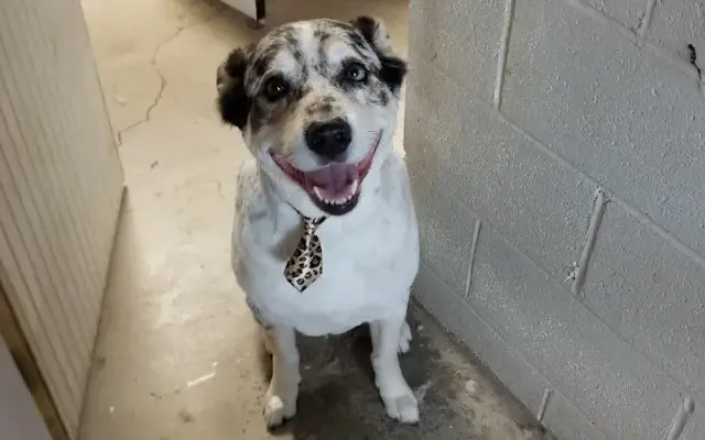 Mighty Fine Dog Grooming (mobile available) in Louisville, OH