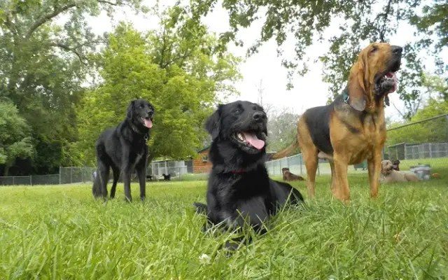 Lake Forest Kennel Club in Lake Forest, IL
