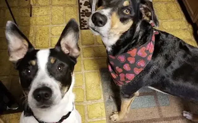 Foxy Hound Pet Spa in Victoria, TX
