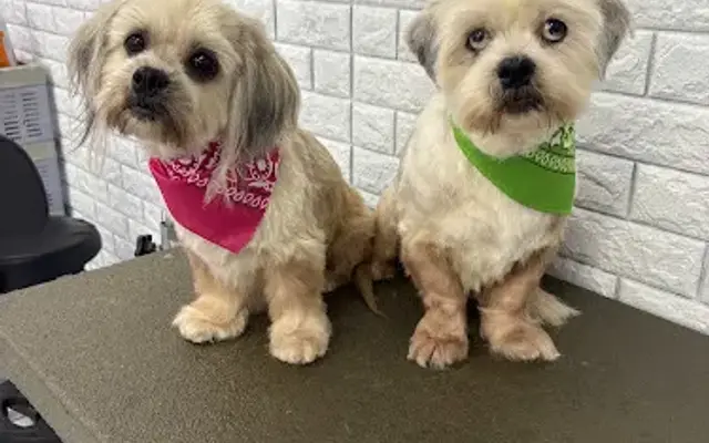 Petland Pet Grooming in San Pedro, CA