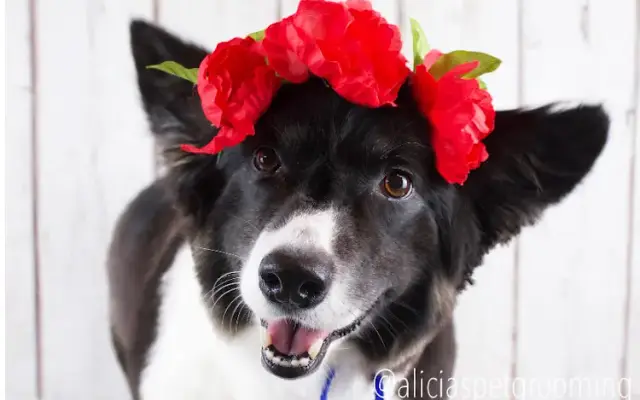 Alicia's Pet Grooming in Morgan Hill, CA
