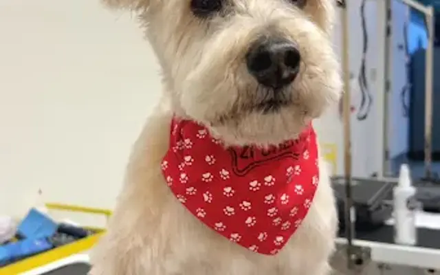 Happy Doggy in Seattle, WA