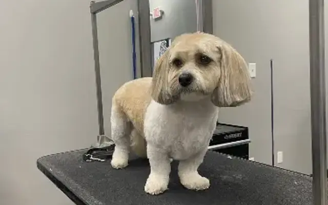 Addy's House of Grooming in Bridgeport, OH