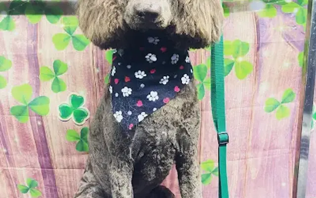 Kizzys Grooming in Kingwood, TX